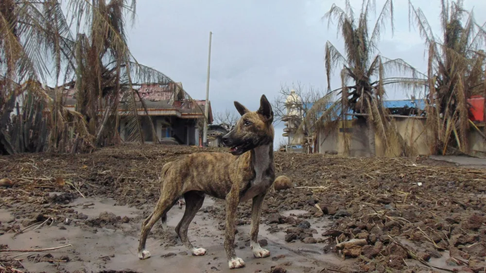 A dog stands at an area affected by the eruption of Mount Ruang volcano, in Laingpatehi village, Sitaro Islands Regency, North Sulawesi province, Indonesia, May 3, 2024. REUTERS/Chermanto Tjaombah   TPX IMAGES OF THE DAY
