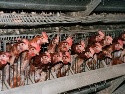 Kokoši,foto: Tomaž Skale