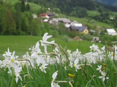 V čast cvetočim narcisam bodo ob njihovem prazniku letos izbrali že 60. miss narcis. 