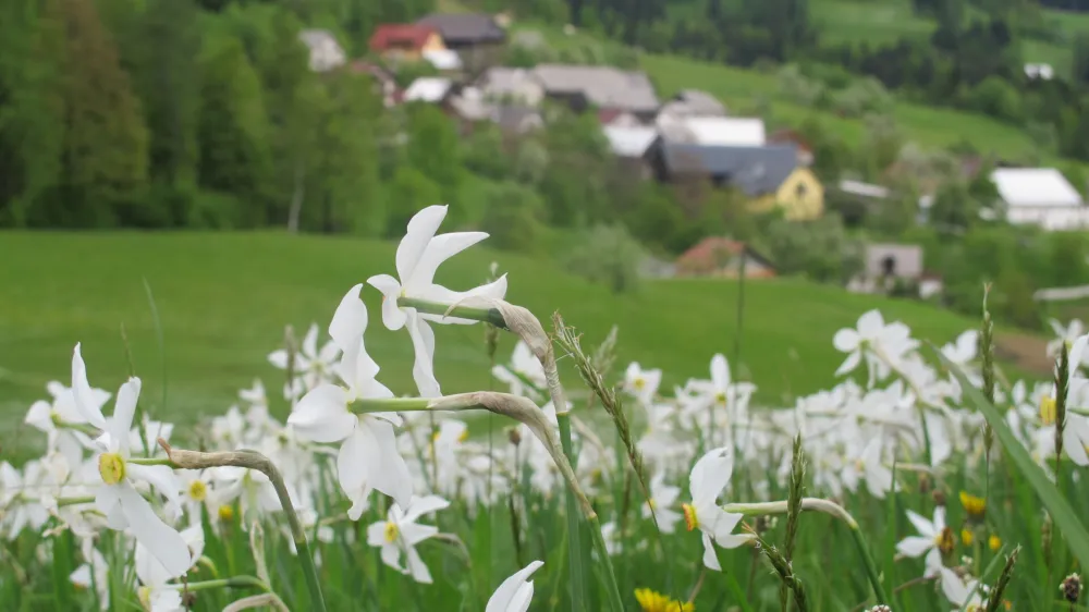 V čast cvetočim narcisam bodo ob njihovem prazniku letos izbrali že 60. miss narcis. 