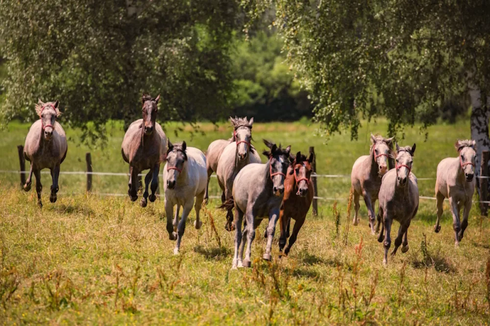 Ergela Lipik (Foto: Ivo Biočin)