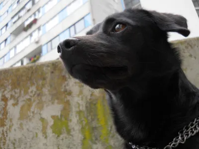 Psička Cha-Cha je v Ljubljani poznala vsak skrivni kotiček mesta. 