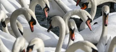 ﻿V Sloveniji so od začetka leta ptičjo gripo potrdili pri 29 divjih pticah, od tega pri 26 labodih grbch, ki tudi na evropski ravni sodijo med najpogosteje najdene okužene prostoživeče ptice.