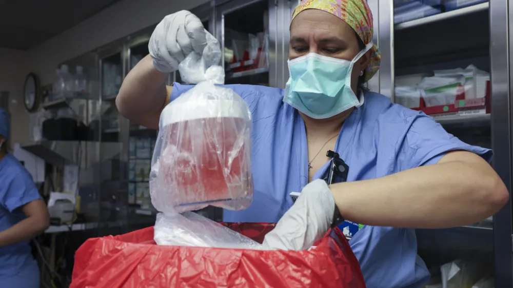 FILE - Melissa Mattola-Kiatos, RN, nursing practice specialist, removes the pig kidney from its box to prepare for transplantation at Massachusetts General Hospital, March 16, 2024, in Boston. Richard "Rick" Slayman, the first recipient of a genetically modified pig kidney transplant, has died nearly two months after he underwent the procedure, his family and the hospital that performed the surgery said Saturday, May 11. (Massachusetts General Hospital via AP, File)