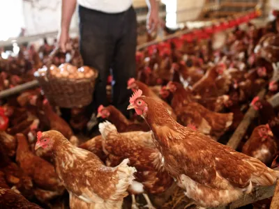 V Sloveniji z okoli 80 odstotki prevladuje hlevska oziroma tako imenovana talna reja kokoši nesnic. 