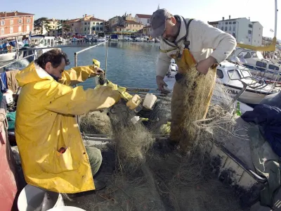 Slovenija, Izola, 15.11.2008, 15. November 2008 Ribica v mandracu iz mreze pobirata brancine. Ribolov, morje, brancin, bela riba.Foto: Srdjan Zivulovic/ Bobo