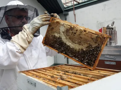 čebelar Franc Petrovčič, vodja področja obratovanja in vzdrževanja ter pomočnik direktorja tehničnega sektorja CD, ki se v prostem času doma ukvarja s čebelami in pridelavo naravnega medu- terasa CD - Cankarjev dom - čebelnjak - krajnske čebele na terasi Cankarjevega doma - gre za tri ameriške nakladne panje LR s spremenljivim volumnom, ki preprečujejo rojenje, ker jih je mogoče povečevati glede na rast družine,//FOTO: Luka Cjuha