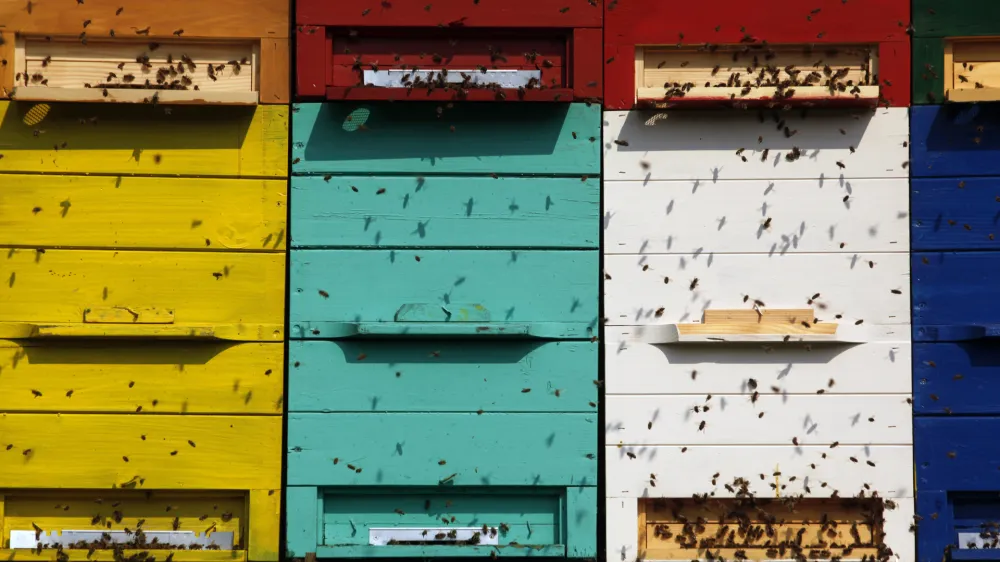 čebelarstvo - čebele - panji- Zeliščarska kmetija Plavica - Cerovec 34 - Dolenjske Toplice, zeliščarstvo//FOTO: Jaka Gasar