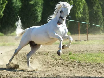 Lipicanec iz kobilarna lipicancev v Đakovu 