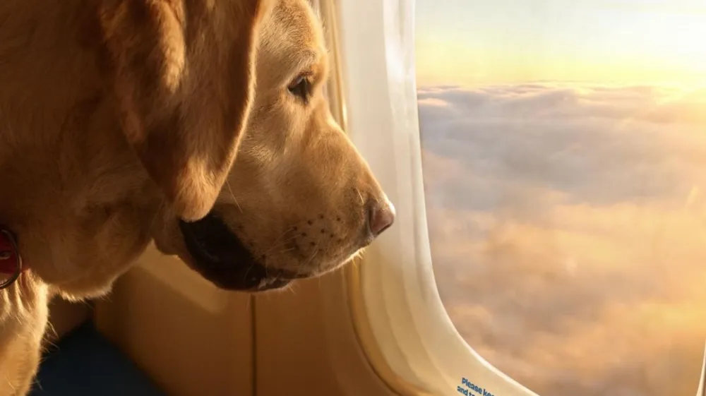 Letalska družba ponuja luksuzne lete za pse in njihove lastnike po vrtoglavi ceni