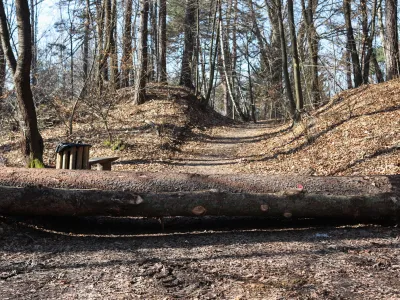 - 14.02.2023 - Golovec – sečnja 216 dreves – sanitatni posek poškodovanega in oslabelega drevja jugovzhodno od observatorija oz. nad Suhim bajerjem, drevesa – gozd - //FOTO: Bojan Velikonja