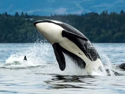 A Bigg's orca whale jumping out of the sea in Vancouver Island, Canada