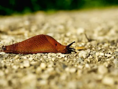 Rdeči polž Pixabay