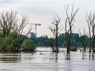 05 June 2024, Bavaria, Straubing: Trees stand in the flood waters of the Danube. The situation is easing in some flood areas in southern Germany, but remains tense on the lower Danube. Photo: Armin Weigel/dpa