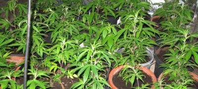 Trboveljski policisti so pri 24- letniku našli prirejen prostor za gojenje prepovedane droge konoplja – rastline.