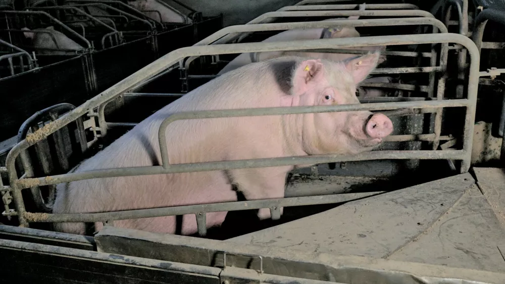 prašičereja, svinje, kletke. Foto: društvo AETP