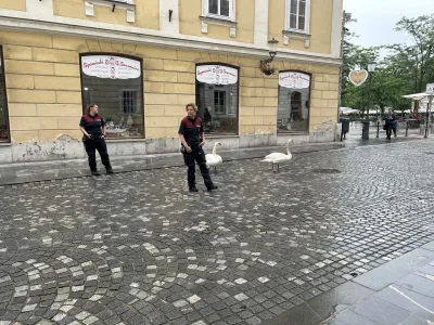 Labodji par sredi mesta