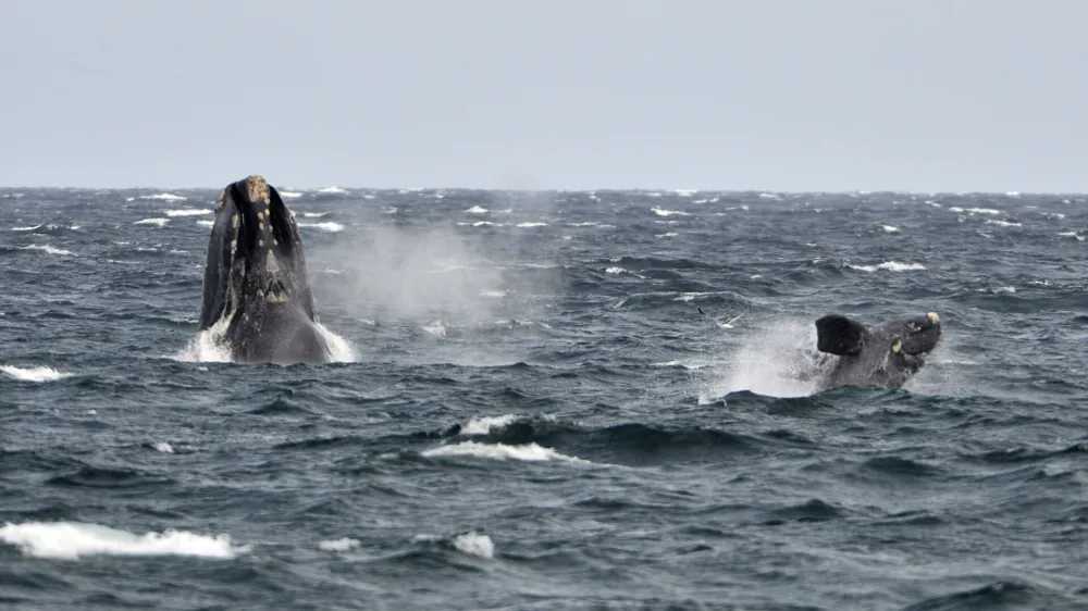 ﻿A young southern right whale (R), known in Spanish as ballena franca austral, swims in the waters of the Atlantic Sea, offshore Golfo Nuevo, next to its mother in Argentina's Patagonian village of Puerto Piramides, September 19, 2014. The whales regularly come to breed and calve in this marine reserve from June to December.   REUTERS/Maxi Jonas (ARGENTINA - Tags: ANIMALS ENVIRONMENT) - RTR46ZIB