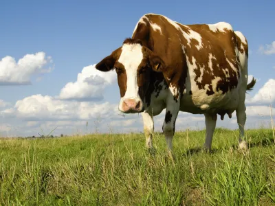 krava žival travnik