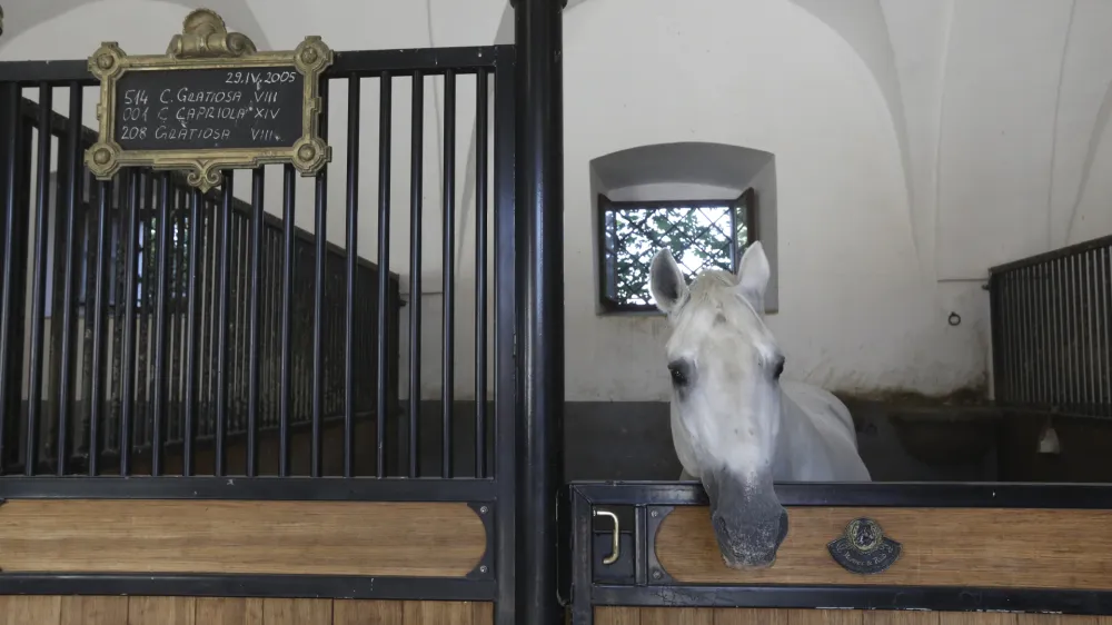 - 27.09.2023 – Kobilarna Lipica, dom lipicancev in največja kobilarna z lipicanci na svetu. //FOTO: Luka Cjuha