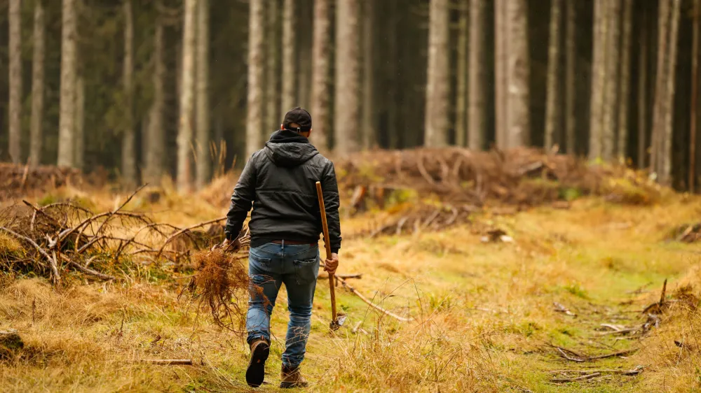 Pokljuka.Delovna akcija druzbe Slovenski drzavni gozdovi, Olimpijskega komiteja Slovenije in Pivovarne Lasko, v okviru katere so ob zakljucku projekta Misija: Triglavski ledenik v Peking posadili 1.450 sadik avtohtonih drevesnih vrst.