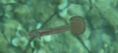 Korčulo preplavile meduze mesečinke 