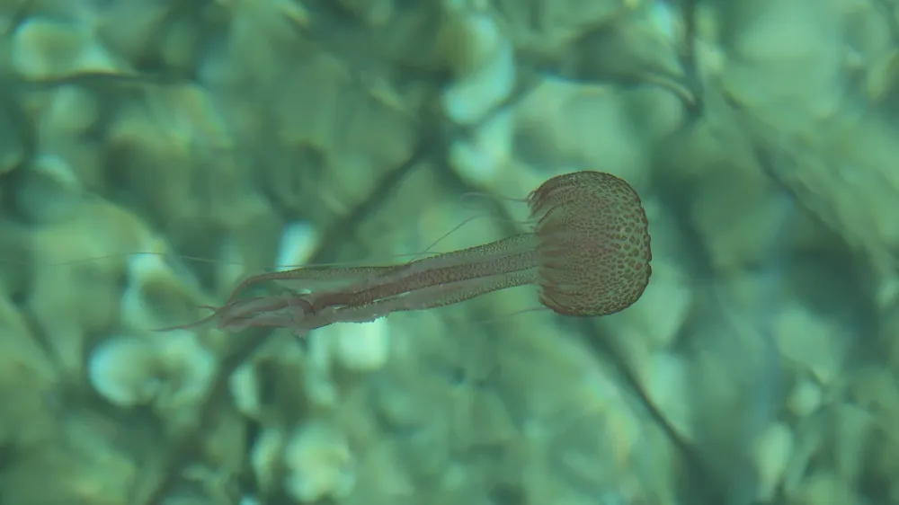 Korčulo preplavile meduze mesečinke 