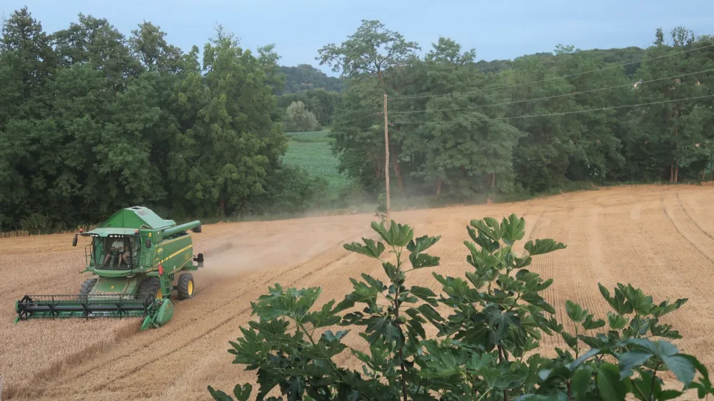 pšenica, žetev, kombajn. Foto: Tatjana Pihlar 
