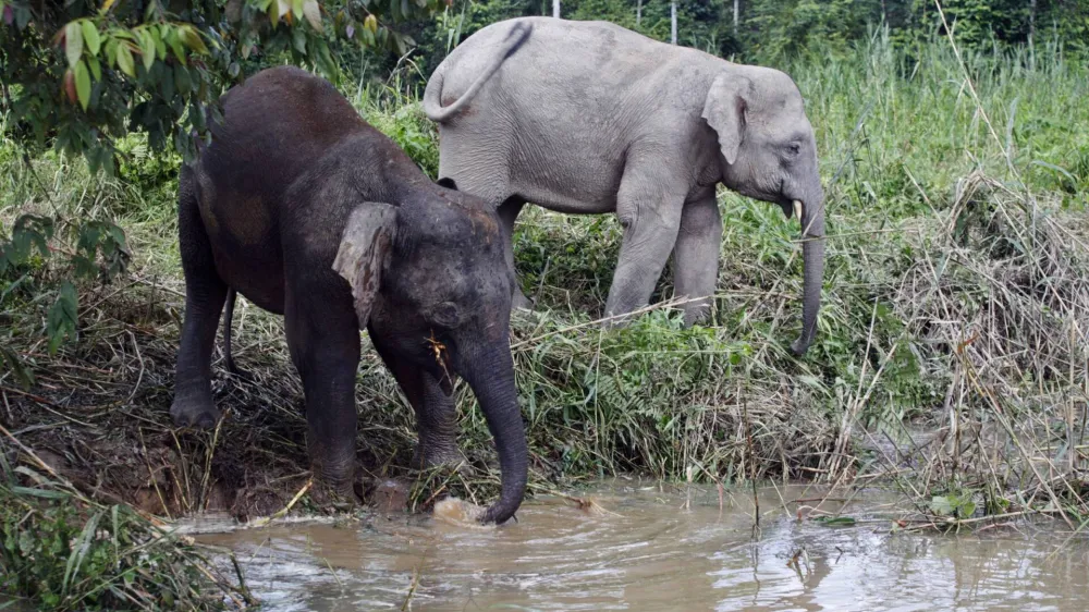 Borneo pygmy elephants drink water from Kinabatangan river in Malaysia's state of Sabah on the Borneo island February 19, 2009. Deprived of access to his favourite food, a pygmy elephant trumpets furiously and charges at wildlife officials, a manifestation of this rare species' battle against Malaysia's key palm oil industry. Some herds of pygmy elephants, an endangered species according to conservation body the Worldwide Fund for Nature (WWF), are thriving on the fruit of palm oil plantations that encroach on their domains on Borneo island. Picture taken February 19.   REUTERS/Bazuki Muhammad (MALAYSIA)