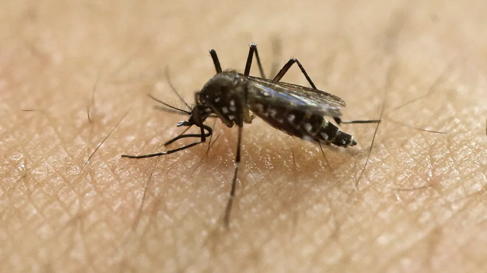 ﻿FILE - In this Jan. 18, 2016, file photo, a female Aedes aegypti mosquito acquires a blood meal on the arm of a researcher at the Biomedical Sciences Institute in the Sao Paulo's University in Sao Paulo, Brazil. The Aedes aegypti can spread the Zika virus, which is spreading in parts of Latin America and the Caribbean and usually causes a mild illness but is now suspected in an unusual birth defect and possibly other health issues. (AP Photo/Andre Penner, File)