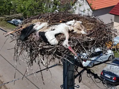 03.07.2024., Bosnjaci - Veliko nevrijeme napravilo velike stete u mjestu Bosnjaci kod Zupanje. Snažno nevrijeme koje je u ponedjeljak navečer zahvatilo kontinentalni dio zemlje bilo je kobno za rode koje su &scaron;titile svoje mlade te se zbog toga nisu imale gdje skloniti. Po drvenim stupovima i dimnjacima u Bo&scaron;njacima ima sigurno dvadesetak gnijezda roda, a na svakom trećem ili četvrtom potresni prizori. Iz Centra za zbrinjavanje za&scaron;tićenih životinja u Ru&scaron;čici poručuju kako će prihvatiti sve ozlijeđene rode Photo: Davor Javorovic/PIXSELL