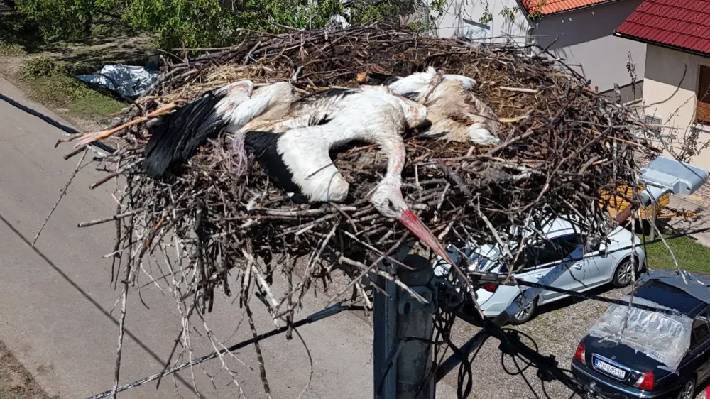 03.07.2024., Bosnjaci - Veliko nevrijeme napravilo velike stete u mjestu Bosnjaci kod Zupanje. Snažno nevrijeme koje je u ponedjeljak navečer zahvatilo kontinentalni dio zemlje bilo je kobno za rode koje su &scaron;titile svoje mlade te se zbog toga nisu imale gdje skloniti. Po drvenim stupovima i dimnjacima u Bo&scaron;njacima ima sigurno dvadesetak gnijezda roda, a na svakom trećem ili četvrtom potresni prizori. Iz Centra za zbrinjavanje za&scaron;tićenih životinja u Ru&scaron;čici poručuju kako će prihvatiti sve ozlijeđene rode Photo: Davor Javorovic/PIXSELL