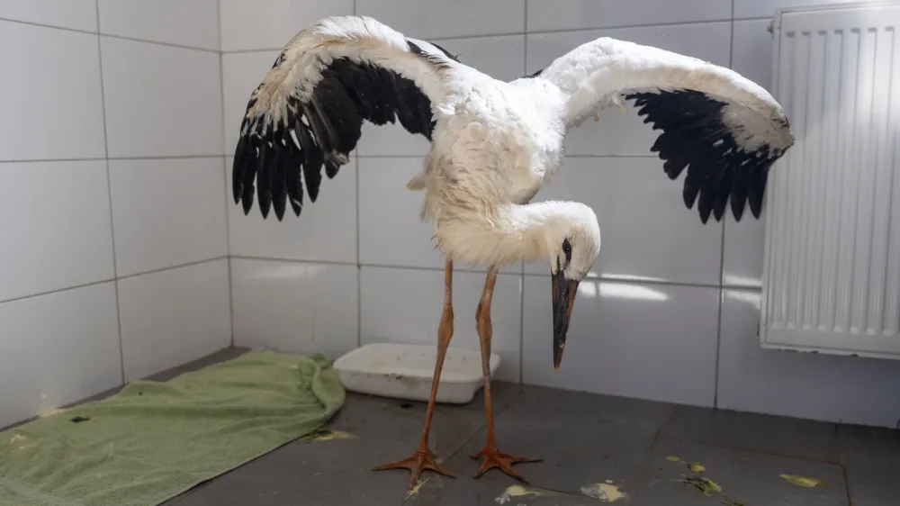 05.07.2024. Osijek - Prve rode stigle su na oporavak od teskih ozljeda u Zooloski vrt Osijek. ZOO je dobio poziv od djelatnika Policijske uprave Vukovarsk-srijemske o dvije mlade rode koje su ispale iz gnijezda. Jedna je vracena u gnijezdo, a druga je trebala strucnu pomoc. Roda ima visestruke ozljede cijelog tijela te joj je pruzena prva pomoc. Photo: Borna Jaksic/PIXSELL