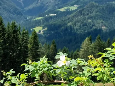 Pogled s solčavske panoramske poti proti Logarski dolini. F Vesna Levičnik