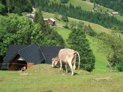 hribovska kmetija, Zg. Savinjska dolina, krava, paša. Foto: Tatjana Pihlar 