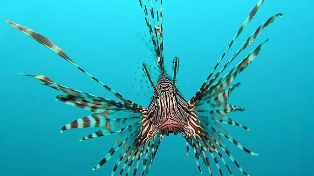 Velika plamenka ali navadna plamenka (znanstveno ime Pterois volitans) je strupena riba iz družine bodik (Scorpaenidae). Prebiva v Indijskem in Pacifiškem oceanu, v zadnjem času pa tudi ob vzhodni obali ZDA. Je priljubljena akvarijska riba.