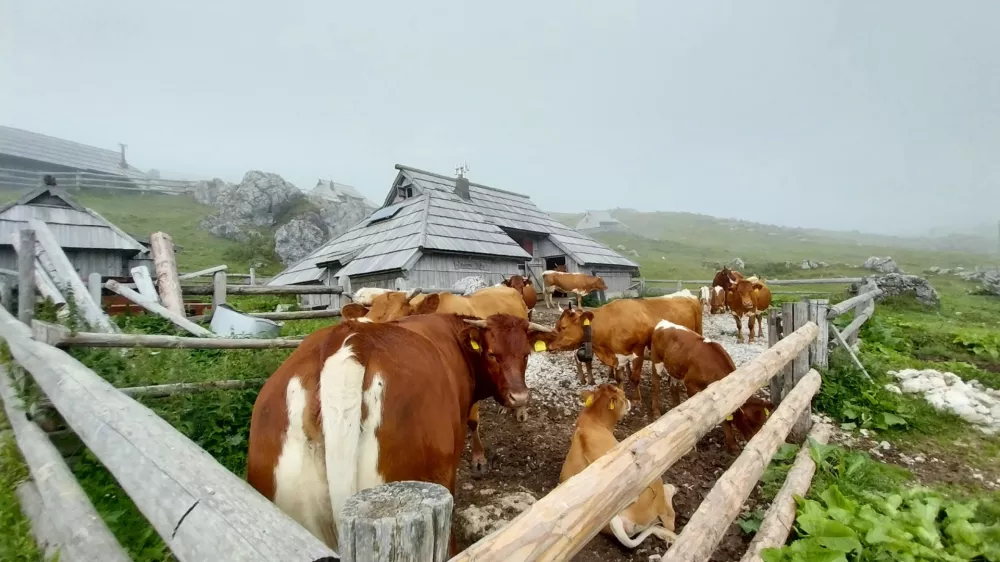 Na Veliki planini se letos pase 430 krav. Foto: Vesna Levičnik