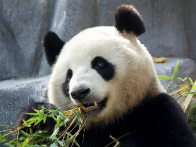 Panda bear Xin Bao eats in the Panda Ridge enclosure at San Diego Zoo in San Diego, California, U.S., August 7, 2024. REUTERS/Mario Anzuoni