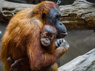 Orangutan. simbolična fotografija.