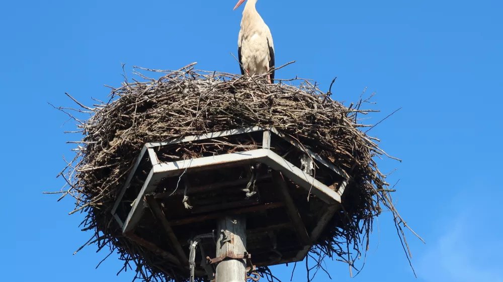 ptice, bela štorklja, gnezdo. Foto: Tatjana Pihlar 