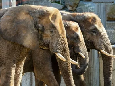 Čreda afri&scaron;kih slonov v Sch&ouml;nbrunnu.