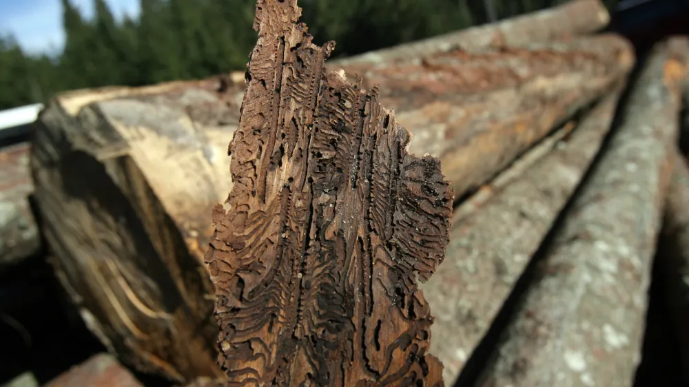 Zaradi ujm so se v slovenskih gozdovih zadnja leta močno namnožili podlubniki, ki povzročajo velikansko gospodarsko škodo in pod lubjem ustvarjajo takšne ornamente. Foto: Luka Cjuha