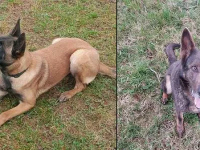 Policija prodaja nemško ovčarko Atheno in belgijsko ovčarko Selvo. 