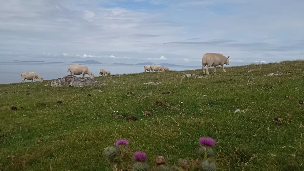 Ovce in osat na &scaron;kotskem otoku Isle of Skye
