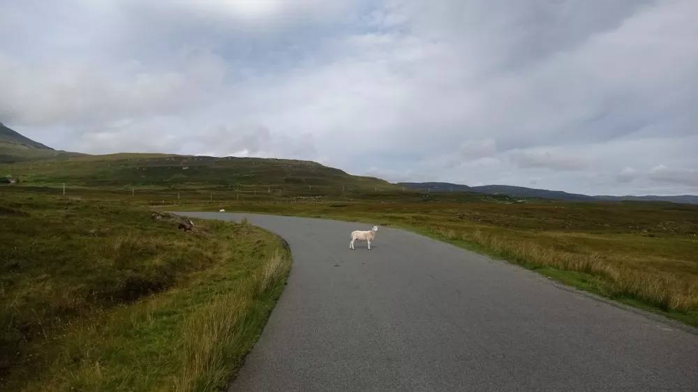 Prometni zama&scaron;ek - ovca sredi ceste na &scaron;kotskem otoku Isle of Skye