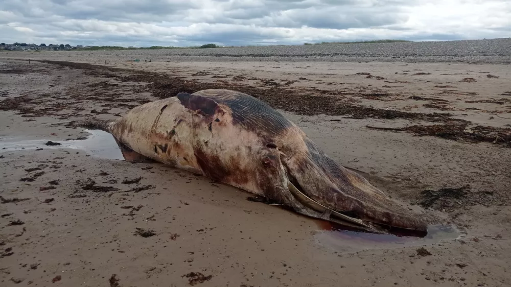 truplo kita v kraju Lossiemouth na severni obali &Scaron;kotske