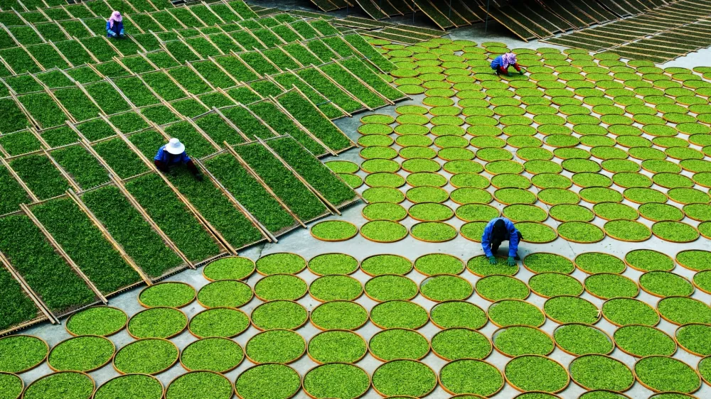 Čaj na Kitajskem / Foto: Unesco