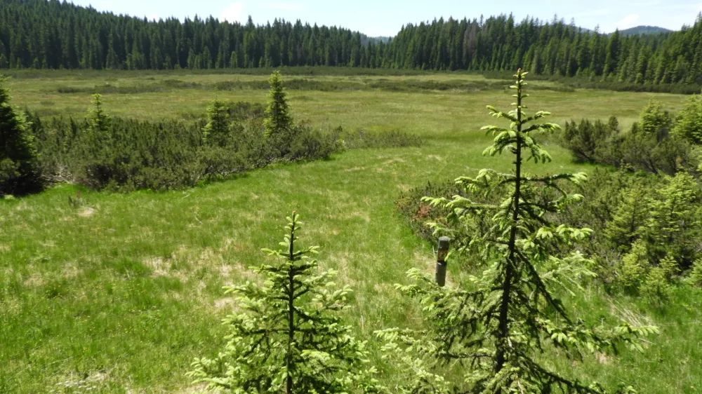 Šijec barje, Pokljuka / Foto: Katja Petrovec
