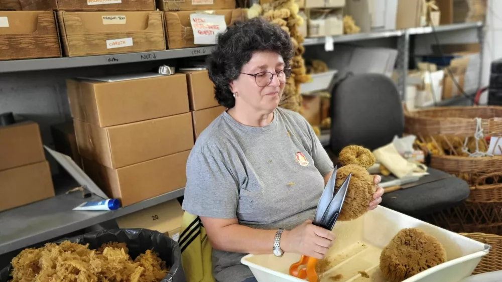 Spužvarstvo Rosenfeld Milje morska spužva / Foto: Katja Gleščič 