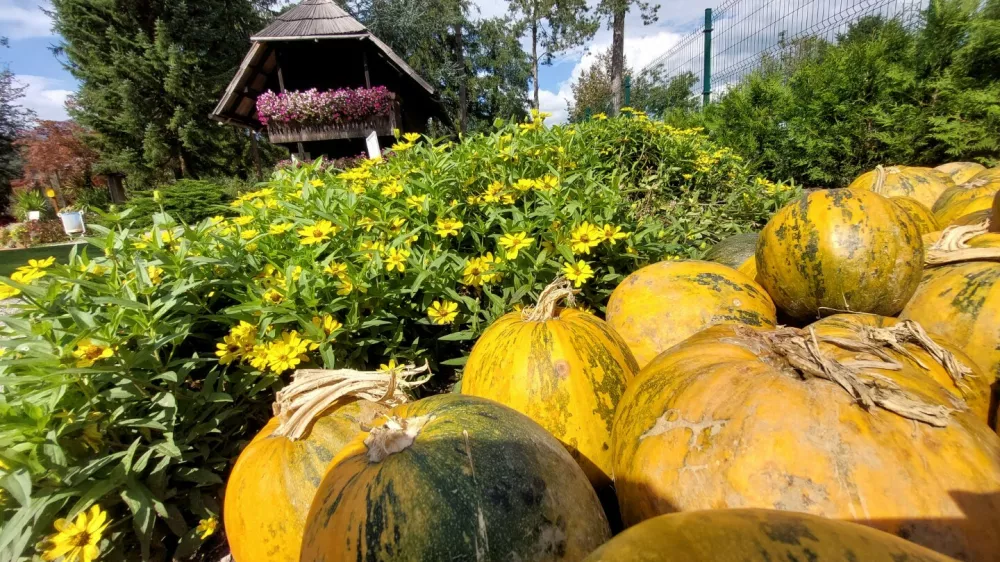 Razstavo buč si lahko v Mozirskem gaju ogledate še vse do 6. oktobra. F Maja Horvat